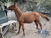 Hengst, Chilean horse — Foto 1