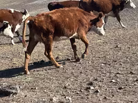 بقرة, Simmental cattle — الصورة 5