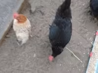 डेनिश हेन — फ़ोटो 7