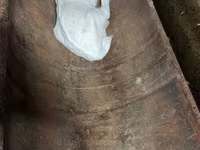 عنزة, Saanen goat — الصورة 7