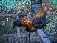 Chickens — photo 1