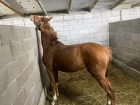 Stute, Anglo-Arabian — Foto 6