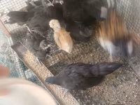 ऑस्ट्रेलॉर्प — फ़ोटो 3