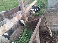 Ram, Romanov sheep — photo 2