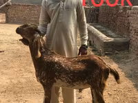 ماعز (دفعة، الجنس غير محدد), Najdi goat — الصورة 3