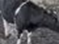 Bulle, Rinder — Foto 3