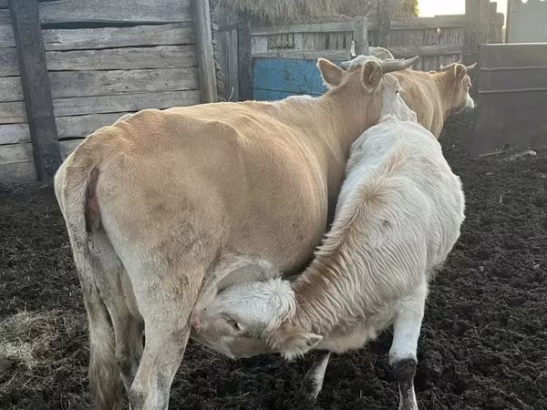 Kuh, Simmental cattle