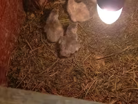 Chickens — photo 4