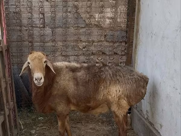 كبش, Edilbay sheep