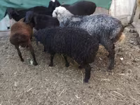 Widder, Arabi sheep — Foto 8