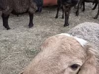 Widder, Hissar sheep — Foto 1