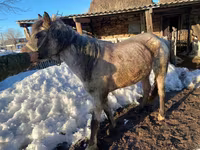 فرس, Kazakh horse — الصورة 3