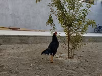 Shamo chickens — photo 4