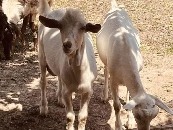 Ziegenbock, Alpine goat