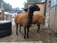 Ram, Blackheaded Persian sheep — photo 4
