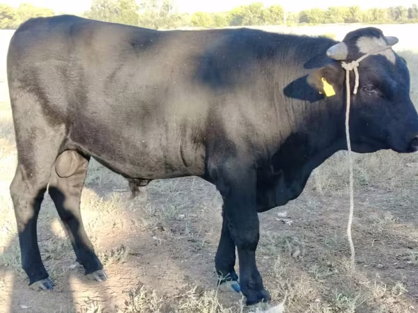 Toro, Swiss cattle