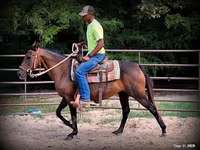 Stute, Quarter Horse — Foto 6