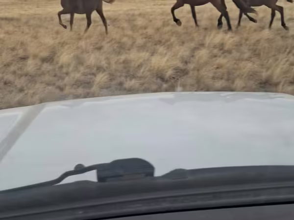 Mare, Kazakh horse