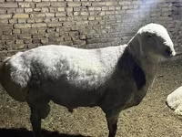 Ram, Afghan Arabi sheep — photo 6