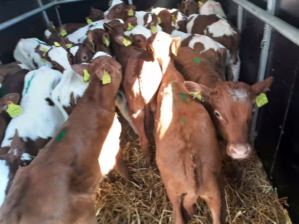 सांड, Simmental cattle