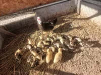 Ducks — 照片 1
