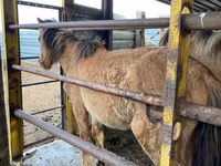 Caballo, Jabe — foto 3