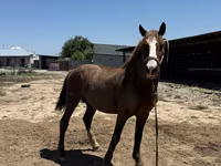 Caballo, Kazakh horse — foto 3