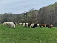 母牛, Galloway cow — 照片 2