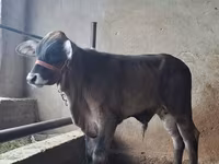 Bull, Brahman — photo 4