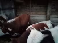 Toro, Simmental cattle — foto 2