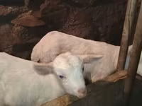 Ziegenbock, Saanen goat — Foto 6