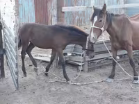 घोड़ी, Kazakh horse — फ़ोटो 3