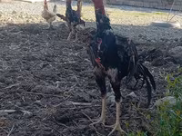 Chickens — Foto 2