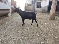 عنزة, Murcia-Granada goats — الصورة 3