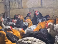 Chickens — photo 1