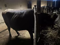 Vaca, Swiss cattle — foto 3