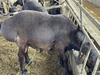 Carnero, Hissar sheep — foto 3