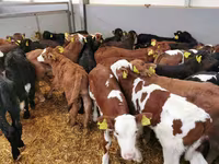 Cattle (batch, sex not specified), Holstein breed — photo 6