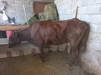 母牛, Latvian Blue cattle — 照片 6