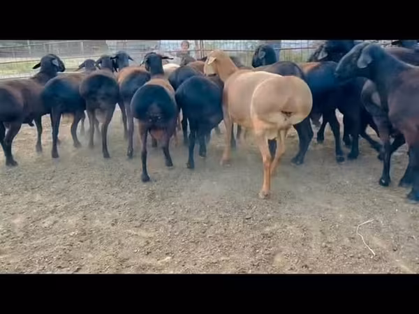Ram, Sheep