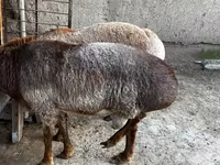 Ovejas (lote, sexo no especificado), Ovejas — foto 4