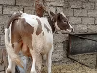 Cattle (batch, sex not specified), Cattle — photo 7