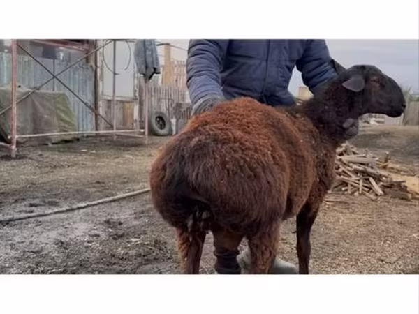 Widder, Hissar sheep
