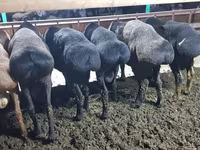 Widder, Hissar sheep — Foto 1