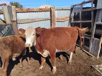Vaca, Latvian Blue cattle — foto 3