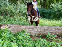 Horse (M), Pinto horses — photo 6