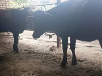 Vaca, Raza Kalmyk — foto 3