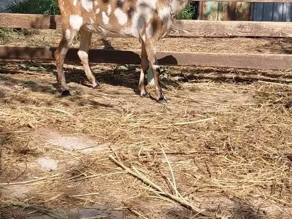बकरी, Nubian Goat
