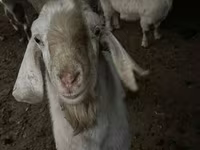 Ziegenbock, Ziegen — Foto 4