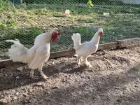 Chickens — photo 5